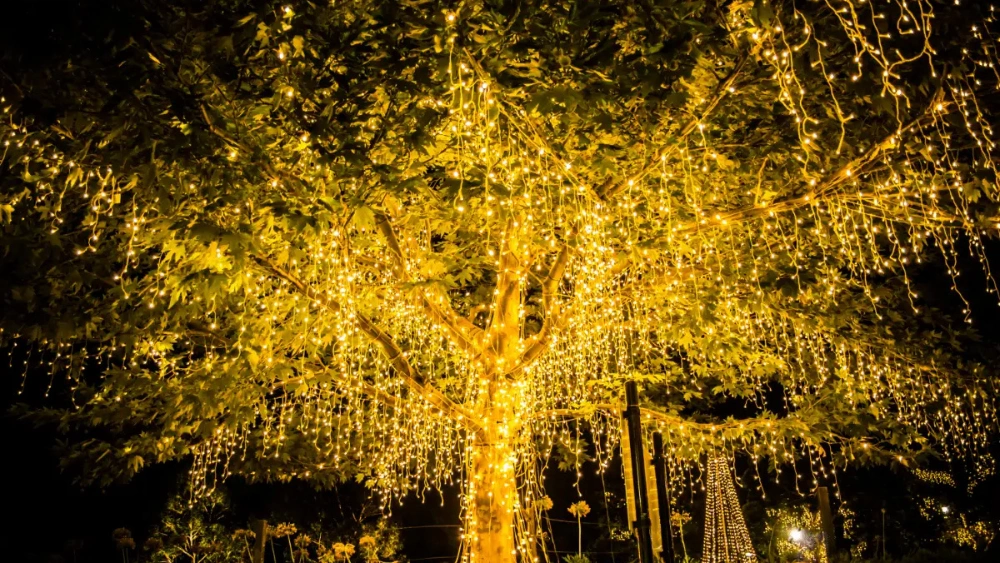 How to Put Lights on a Large Outdoor Tree: Easy Steps for Stunning Results